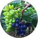 Vishwanath Channal Avatar